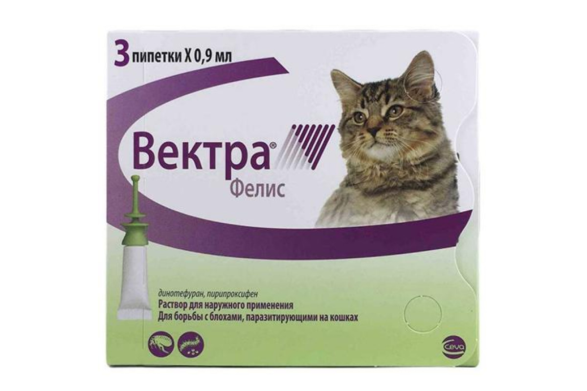 ΠΠ»ΠΎΡ
ΠΈ Ρ ΠΊΠΎΡΠΊΠΈ: ΠΊΠ°ΠΊ ΠΏΠΎΠ½ΡΡΡ, ΡΠ΅ΠΌ Π²ΡΠ²Π΅ΡΡΠΈ ΠΈ ΠΊΠ°ΠΊ Π·Π°ΡΠΈΡΠΈΡΡ Π΄ΠΎΠΌΠ°ΡΠ½ΡΡ ΠΊΠΎΡΠΊΡ