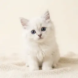 Котятам