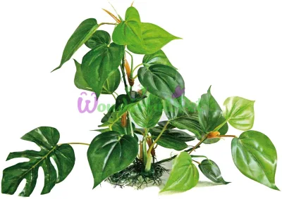 Рослина REPLICA ANUBIAS,штучна., 30см